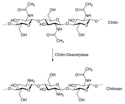 Synthèse du chitosane _ source : www.wikipedia.com