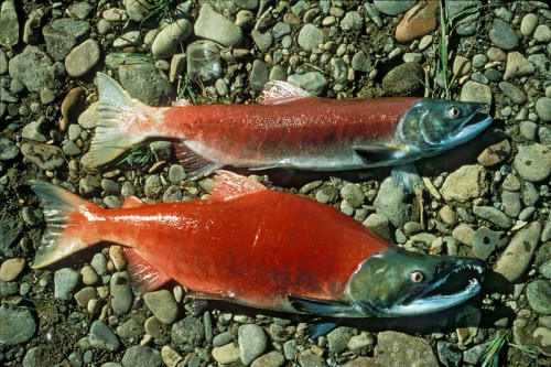 antechinus-saumon