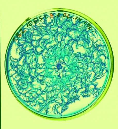 Paenibacillus dendritiformis