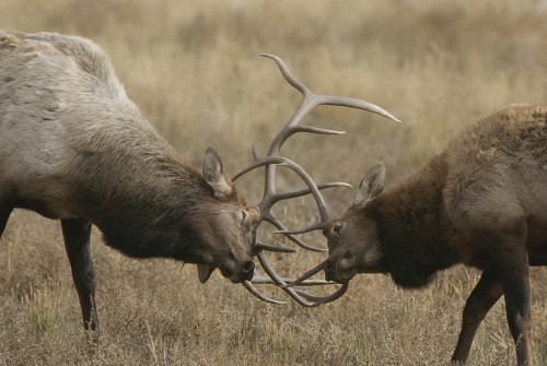 male-wapitis-or-elk-sparring-norbert-rosing